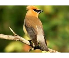 Bird Watching Activities in Andaman